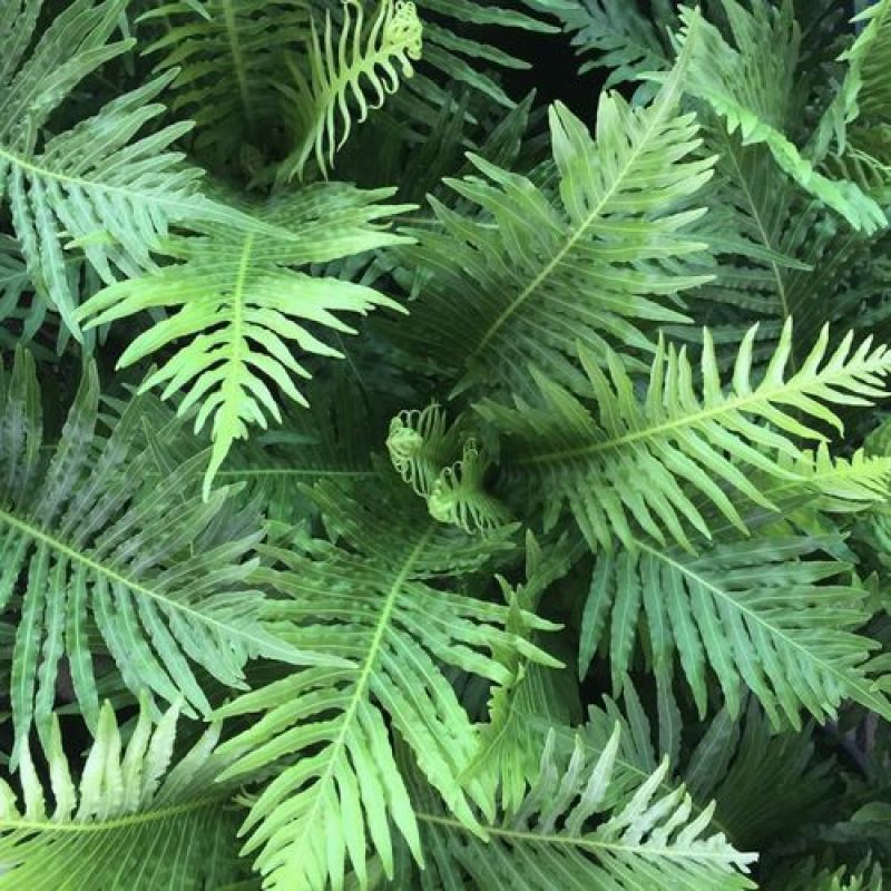 红盖鳞毛蕨盆栽彩虹蕨室外花镜露天蕨类植物多年生观叶常青