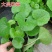多年生大吴风草耐寒耐热耐阴庭院室外冬季花卉绿植盆栽