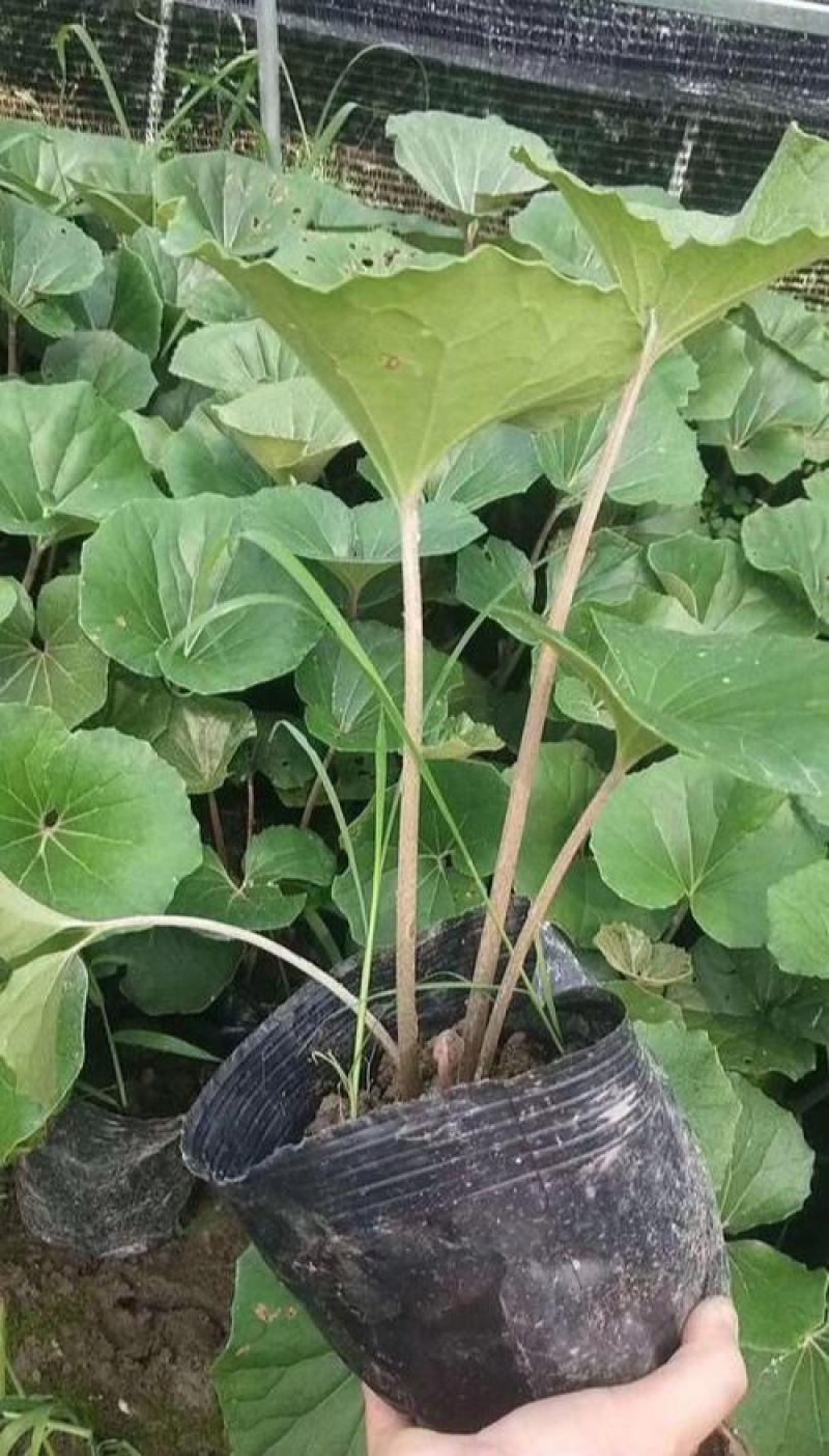 多年生大吴风草耐寒耐热耐阴庭院室外冬季花卉绿植盆栽