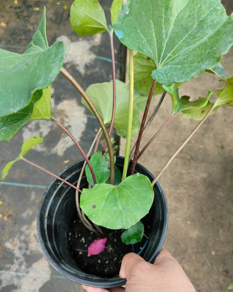 多年生大吴风草耐寒耐热耐阴庭院室外冬季花卉绿植盆栽