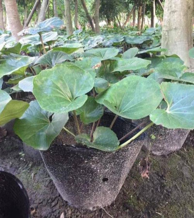 多年生大吴风草耐寒耐热耐阴庭院室外冬季花卉绿植盆栽