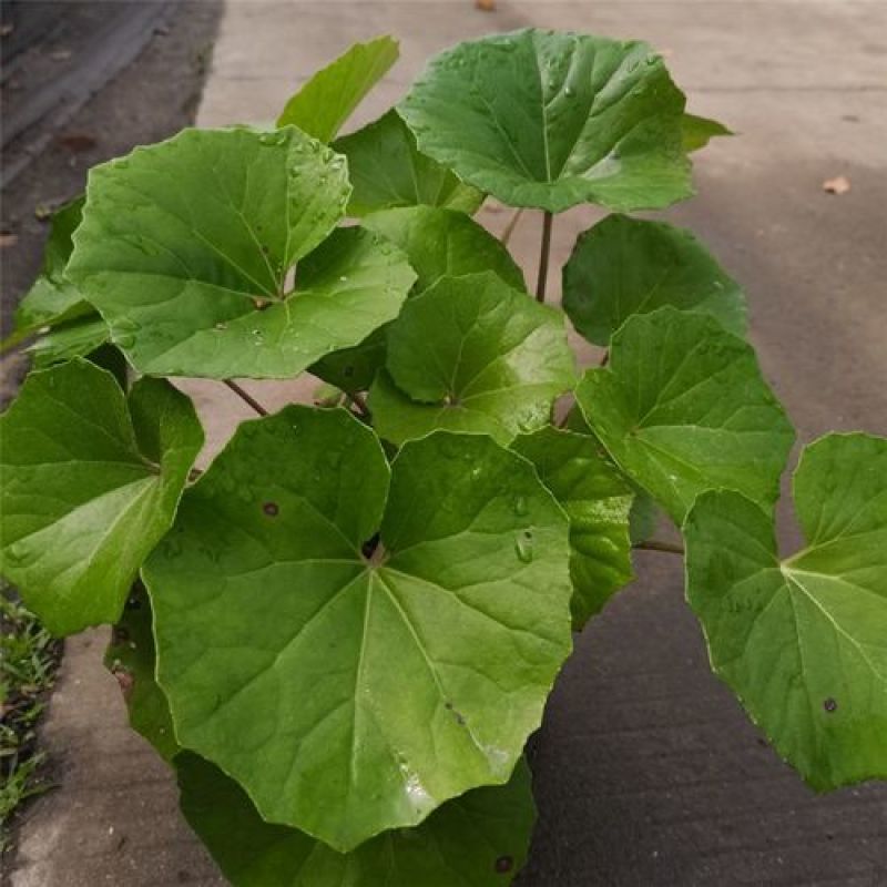 多年生大吴风草耐寒耐热耐阴庭院室外冬季花卉绿植盆栽