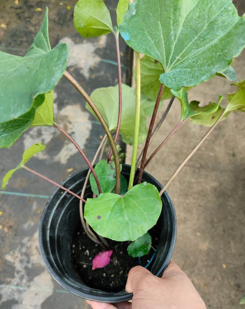 多年生大吴风草耐寒耐热耐阴庭院室外冬季花卉绿植盆栽