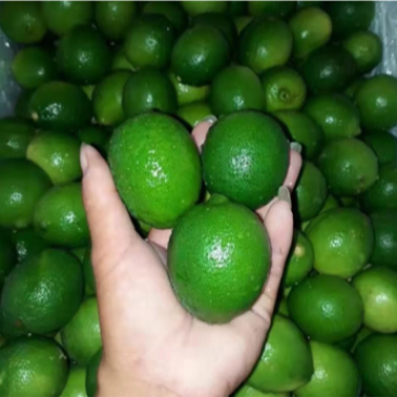 越南无籽青柠