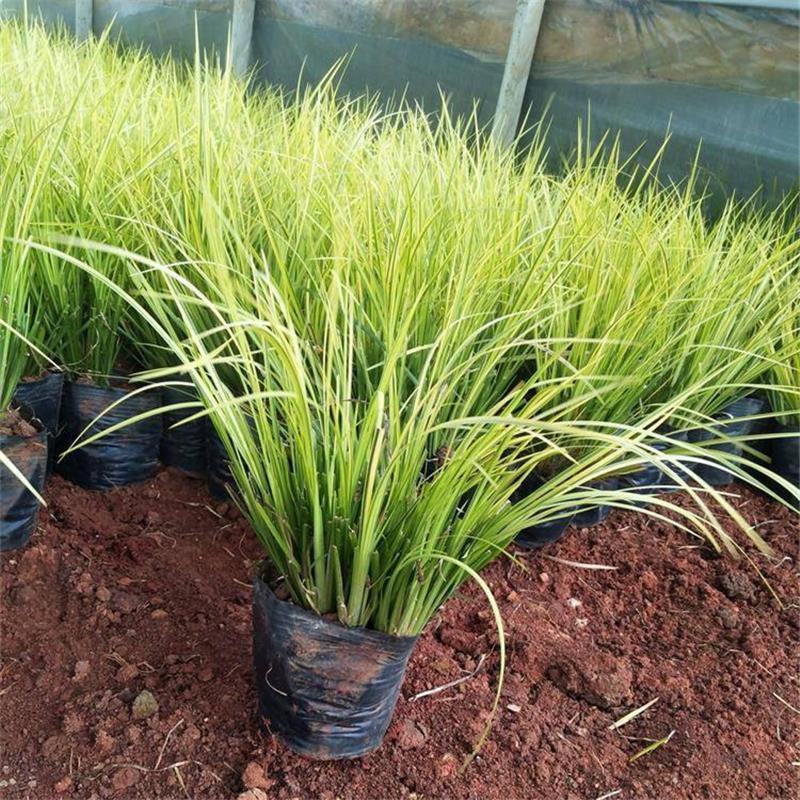 金边菖蒲金叶石菖蒲水生湿地耐寒零下地被植物水养