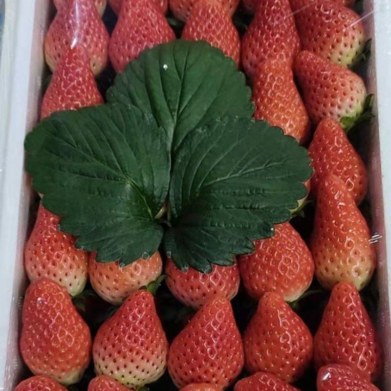 甜宝草莓，口感超甜，硬度倍棒，春节前供不应求