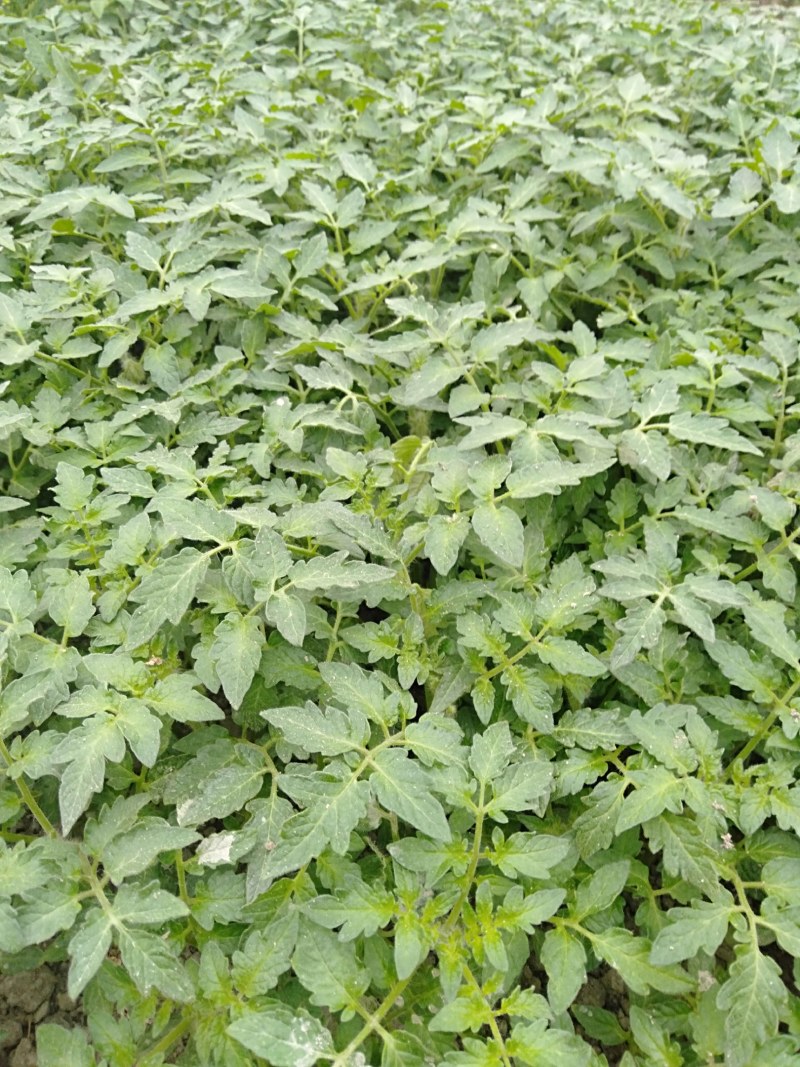 专业育苗西红柿种苗高产抗病番茄苗湖南西红柿苗