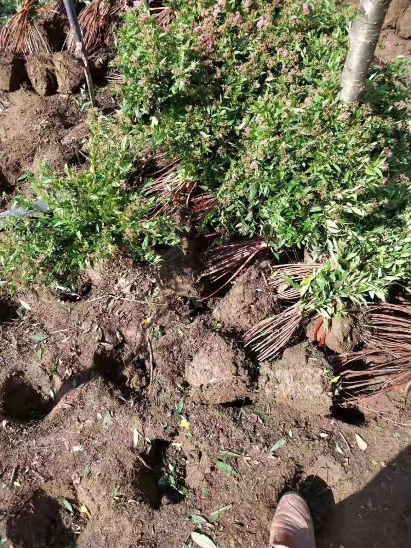 江苏沭阳直供优质柳叶绣线菊，粉花绣线菊，货源充足