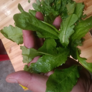 荠菜,精品荠荠菜。即将上市。