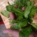 荠菜,精品荠荠菜。即将上市。