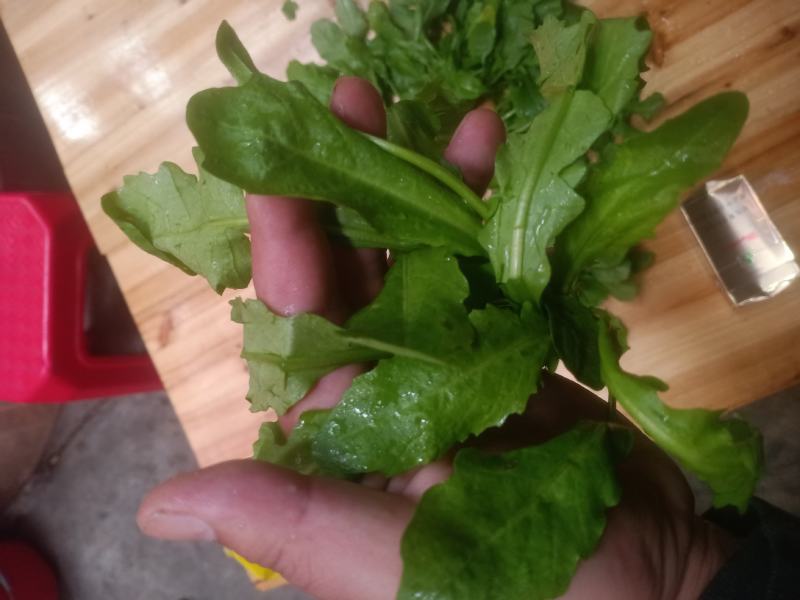 荠菜，精品荠荠菜。即将上市。