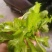 荠菜,精品荠荠菜。即将上市。