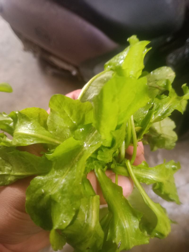 荠菜，精品荠荠菜。即将上市。