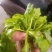 荠菜,精品荠荠菜。即将上市。