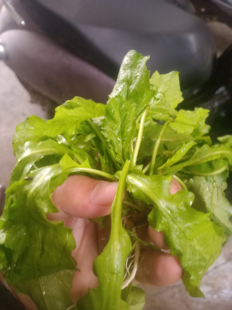 荠菜，精品荠荠菜。即将上市。