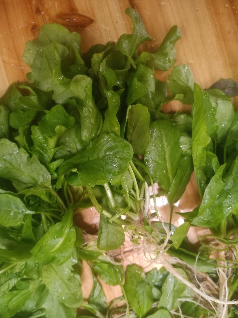 荠菜，精品荠荠菜。即将上市。