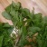 荠菜,精品荠荠菜。即将上市。