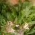 荠菜,精品荠荠菜。即将上市。