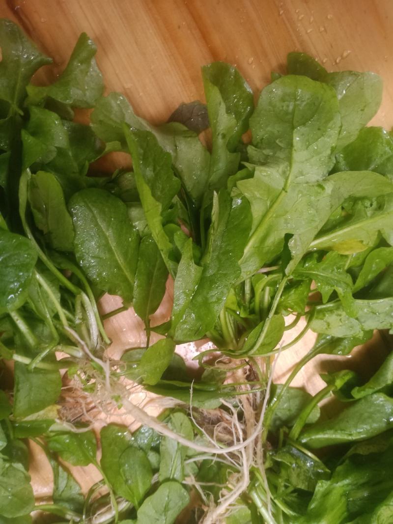 荠菜，精品荠荠菜。即将上市。