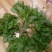 荠菜,精品荠荠菜。即将上市。
