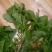 荠菜,精品荠荠菜。即将上市。