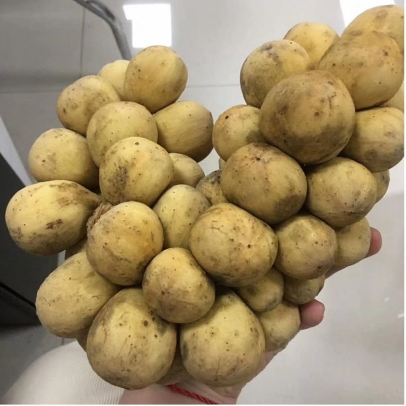 龙宫果葡萄荔枝山竹凤梨口味稀奇热带水果5斤净重空运