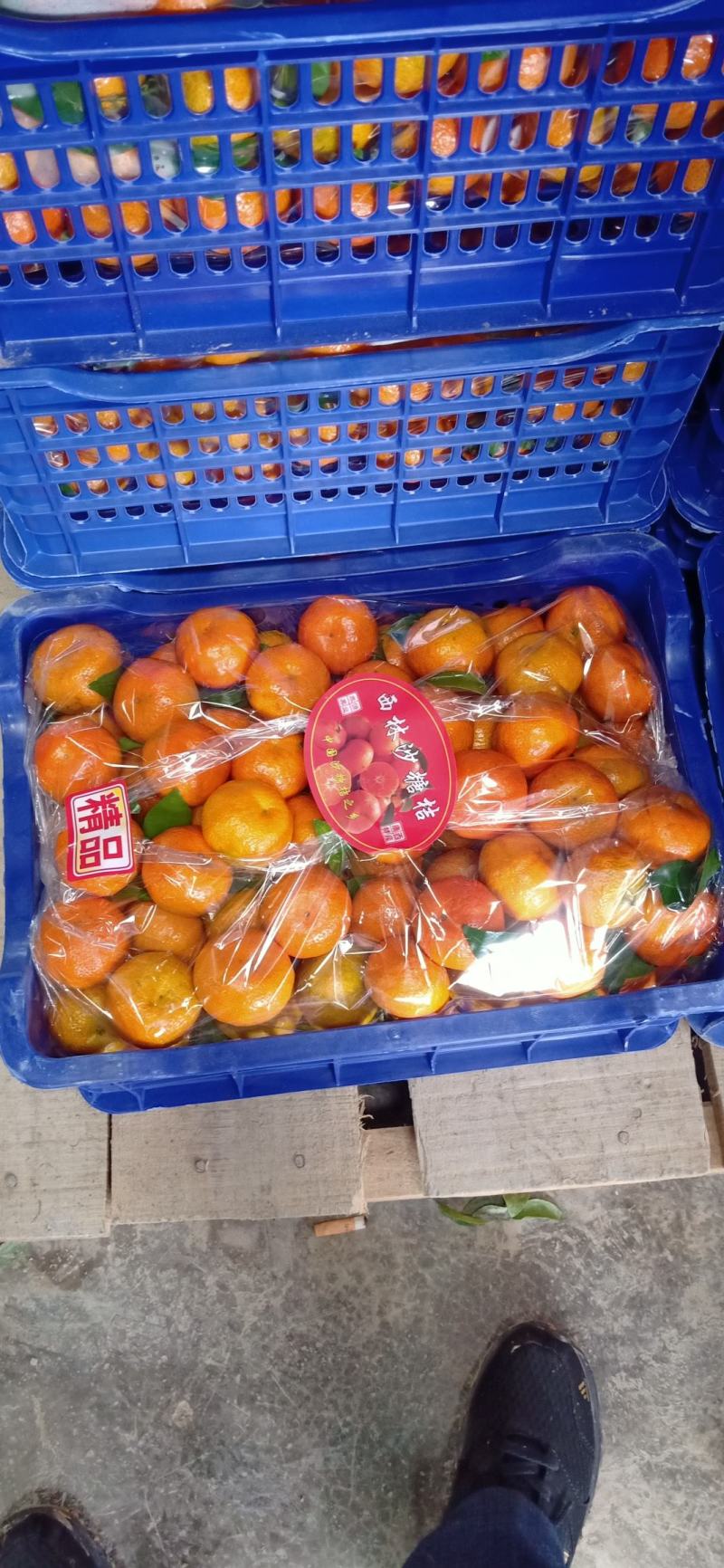 广西西林县沙糖桔脐橙产地直销批发零售
