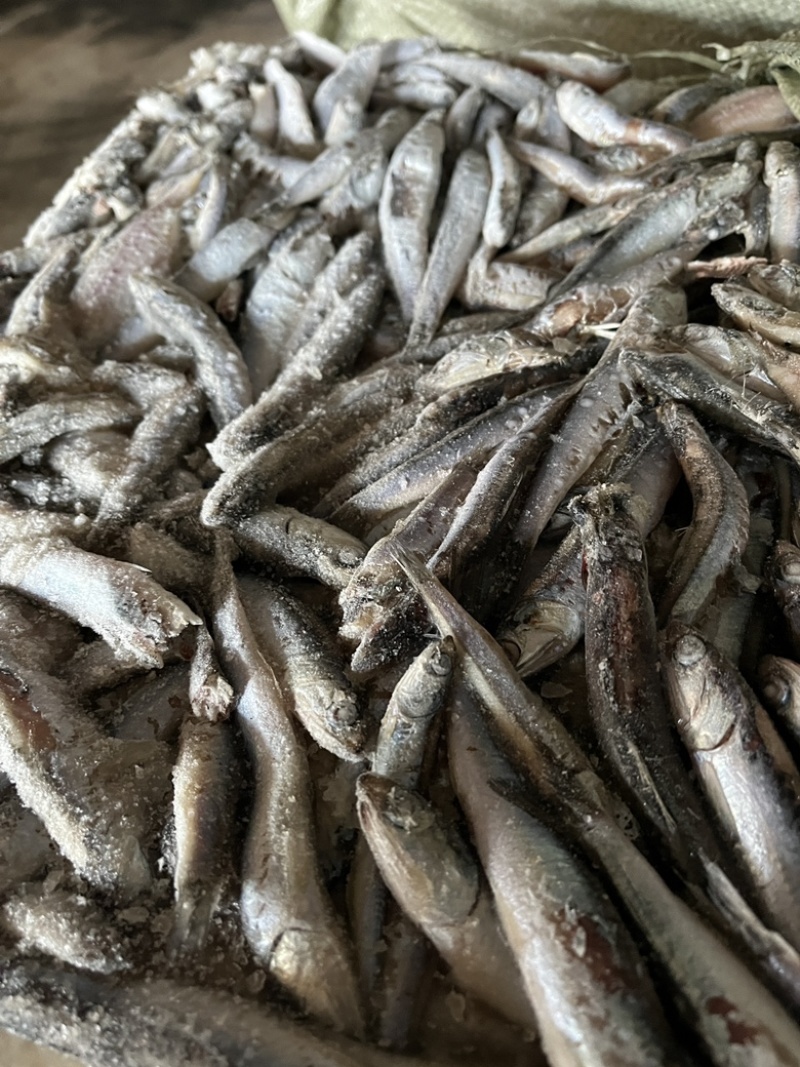 饲料鱼鳀鱼出水烂喂螃蟹饲料青皮毛片沙里钻