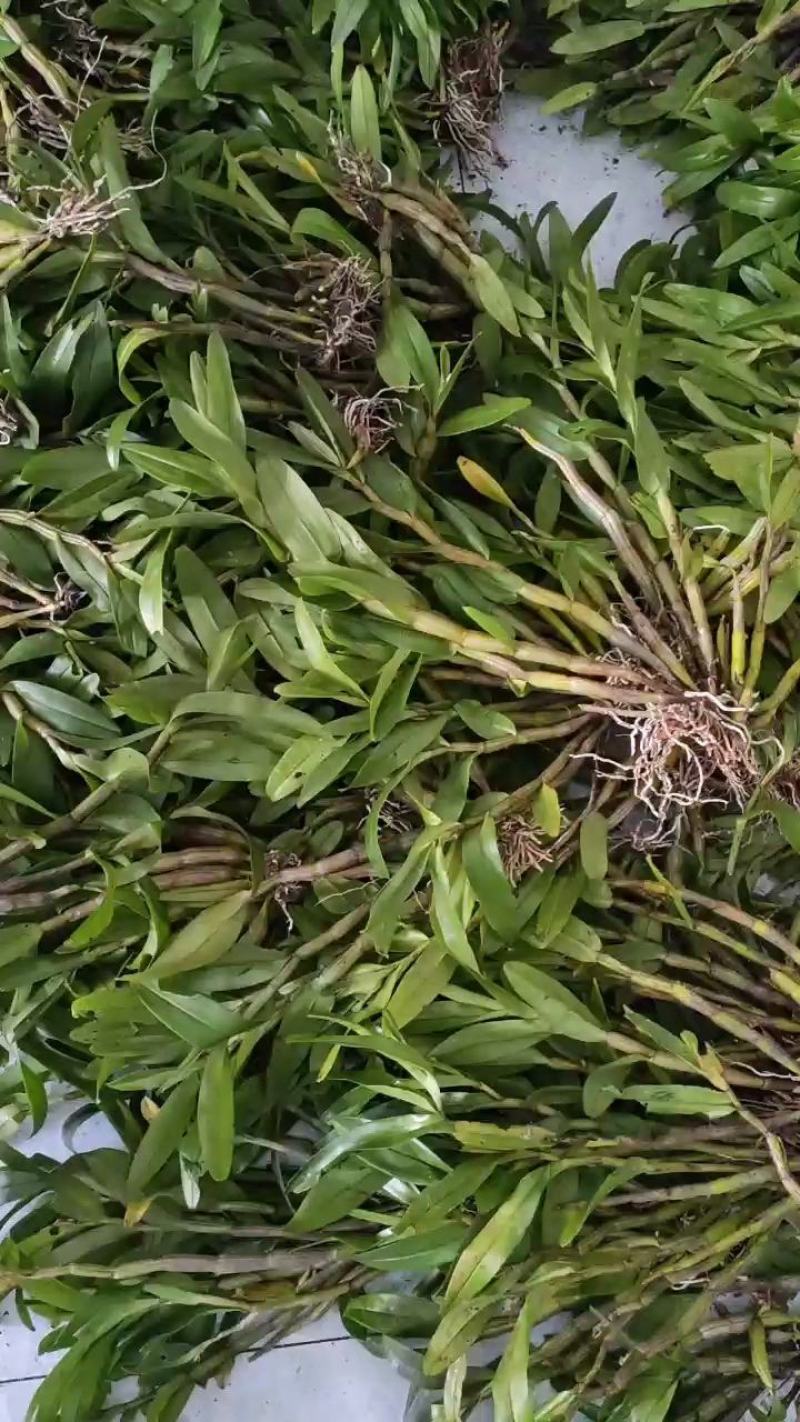 球花石斛，黑毛石斛，干货批发零售