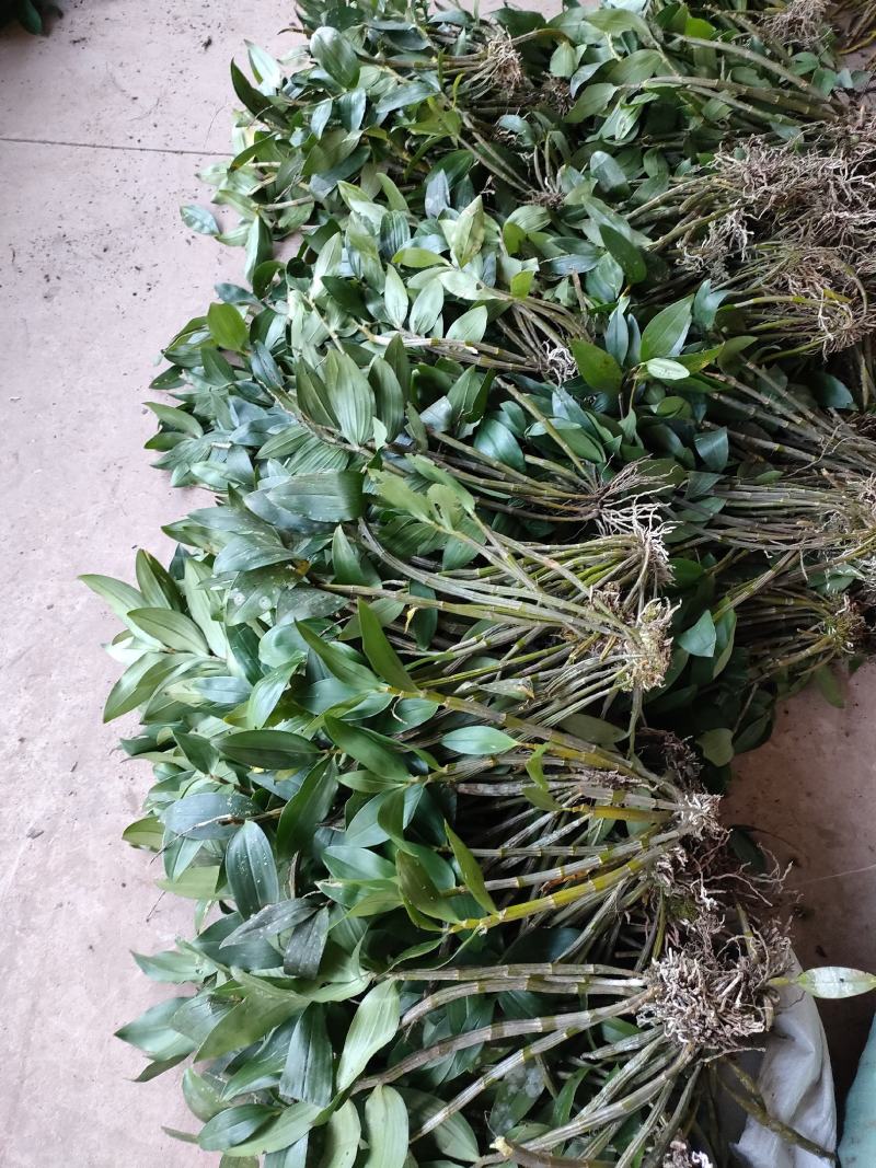 球花石斛，黑毛石斛，干货批发零售