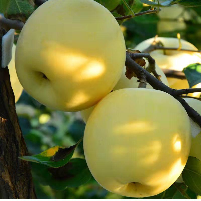 维纳斯黄金苹果苗新品种苹果树苗盆栽地栽南北方种植当年结果