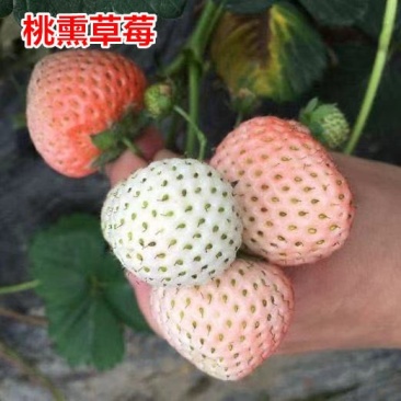 白雪公主草莓苗雪兔巨无霸特大美白姬妙香隋珠四季种植盆栽草
