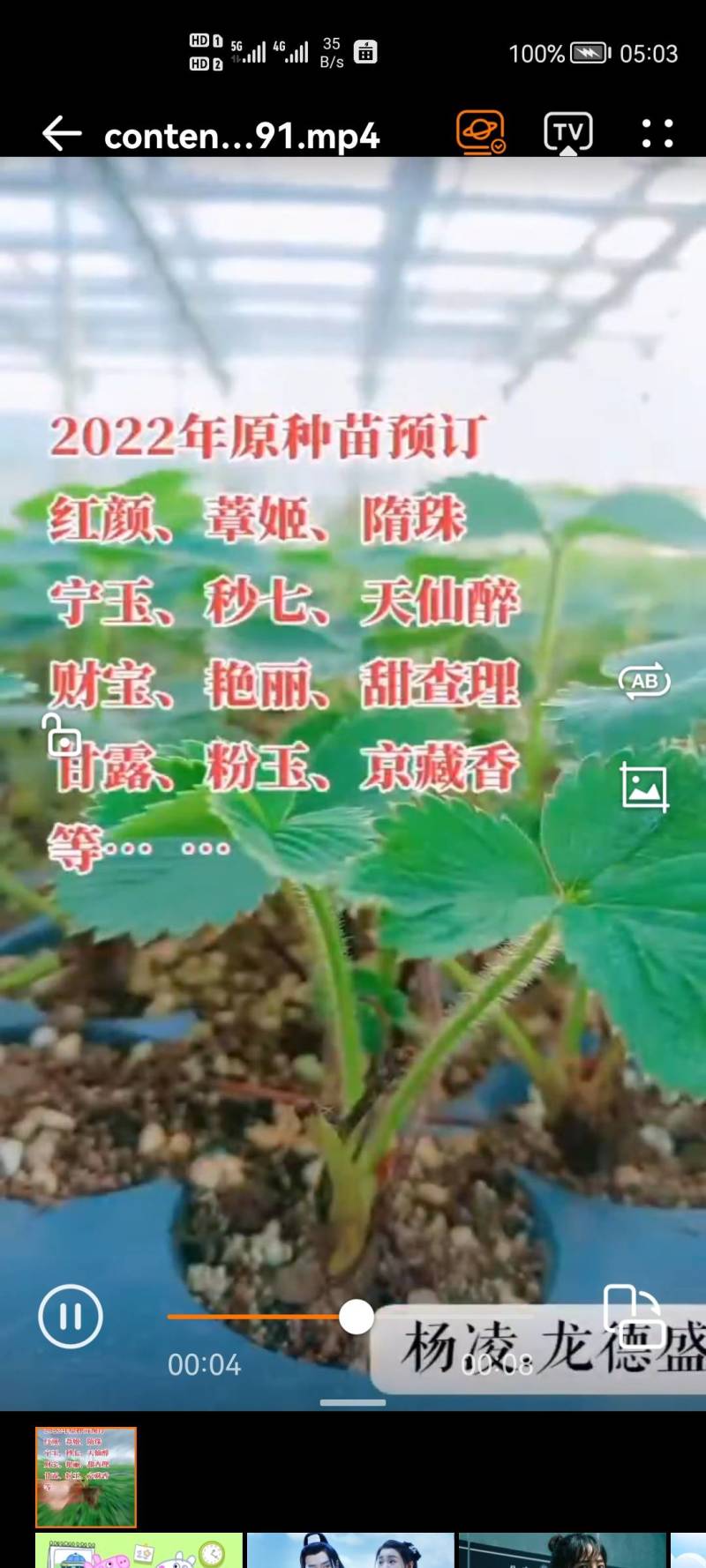 白雪公主草莓苗雪兔巨无霸特大美白姬妙香隋珠四季种植盆栽草