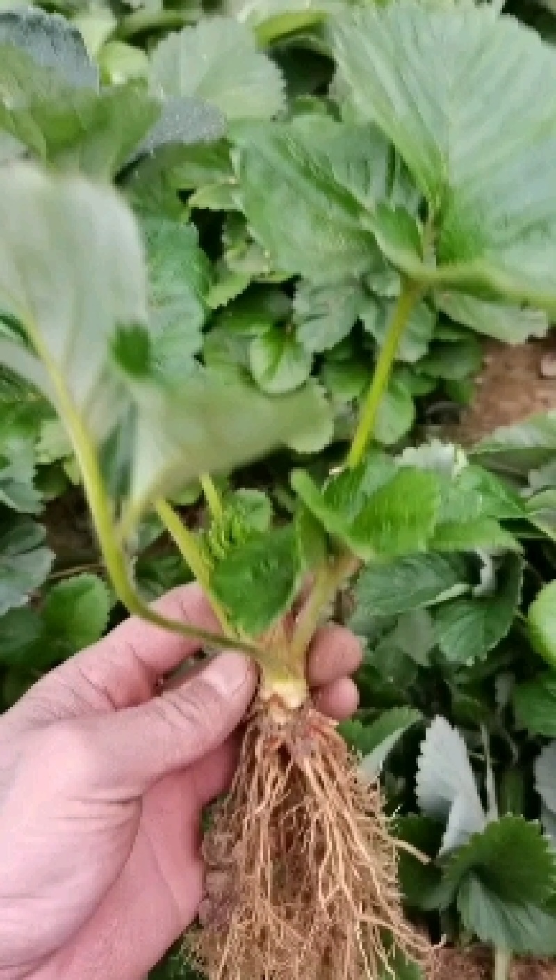 白雪公主草莓苗雪兔巨无霸特大美白姬妙香隋珠四季种植盆栽草