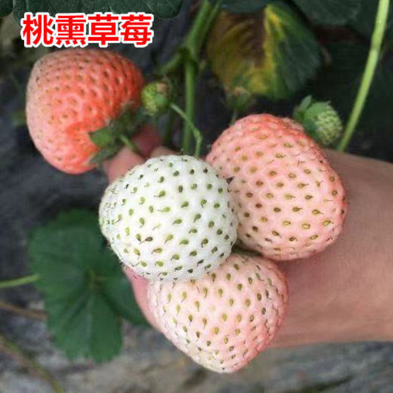 白雪公主草莓苗雪兔巨无霸特大美白姬妙香隋珠四季种植盆栽草