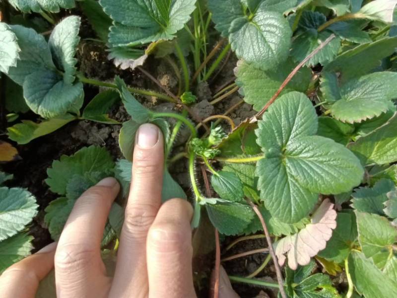 白雪公主草莓苗雪兔巨无霸特大美白姬妙香隋珠四季种植盆栽草