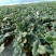 白雪公主草莓苗雪兔巨无霸特大美白姬妙香隋珠四季种植盆栽草