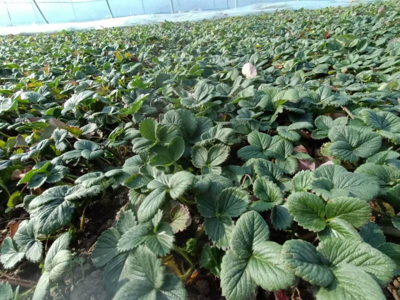 白雪公主草莓苗雪兔巨无霸特大美白姬妙香隋珠四季种植盆栽草