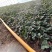 白雪公主草莓苗雪兔巨无霸特大美白姬妙香隋珠四季种植盆栽草