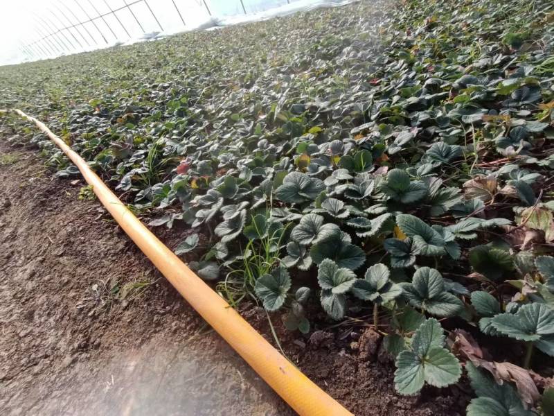 白雪公主草莓苗雪兔巨无霸特大美白姬妙香隋珠四季种植盆栽草