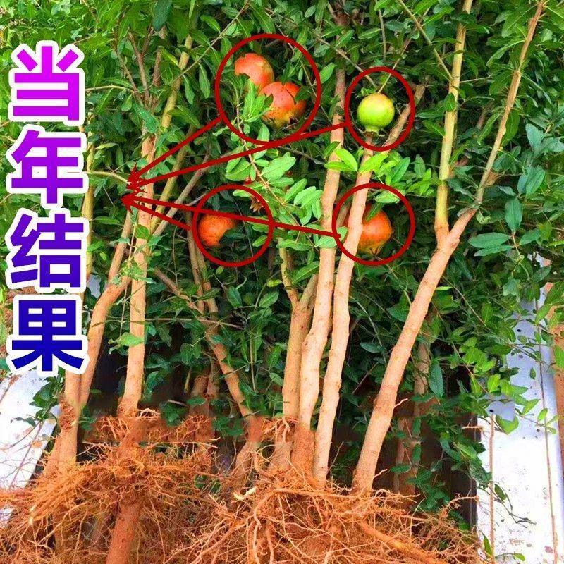 北方本土庭院石榴树苗软籽甜石榴无籽酸甜红石榴树苗盆栽地栽