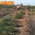 北方本土庭院石榴树苗软籽甜石榴无籽酸甜红石榴树苗盆栽地栽