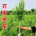 北方本土庭院石榴树苗软籽甜石榴无籽酸甜红石榴树苗盆栽地栽