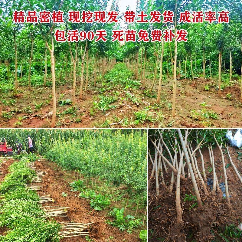 北方本土庭院石榴树苗软籽甜石榴无籽酸甜红石榴树苗盆栽地栽