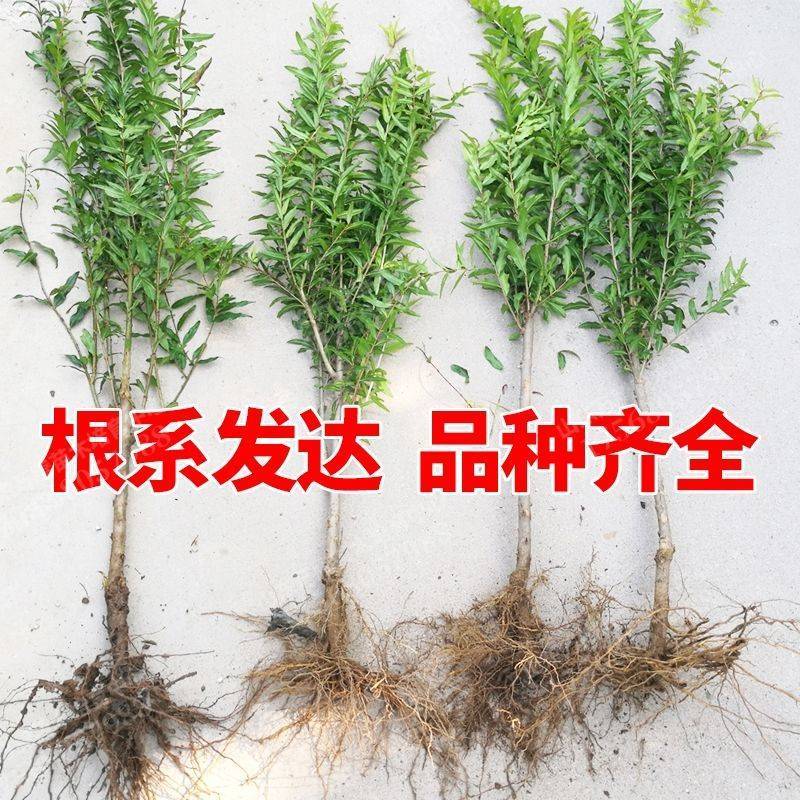北方本土庭院石榴树苗软籽甜石榴无籽酸甜红石榴树苗盆栽地栽