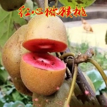 嫁接猕猴桃树苗软枣徐香红心猕猴桃盆栽地栽阳台