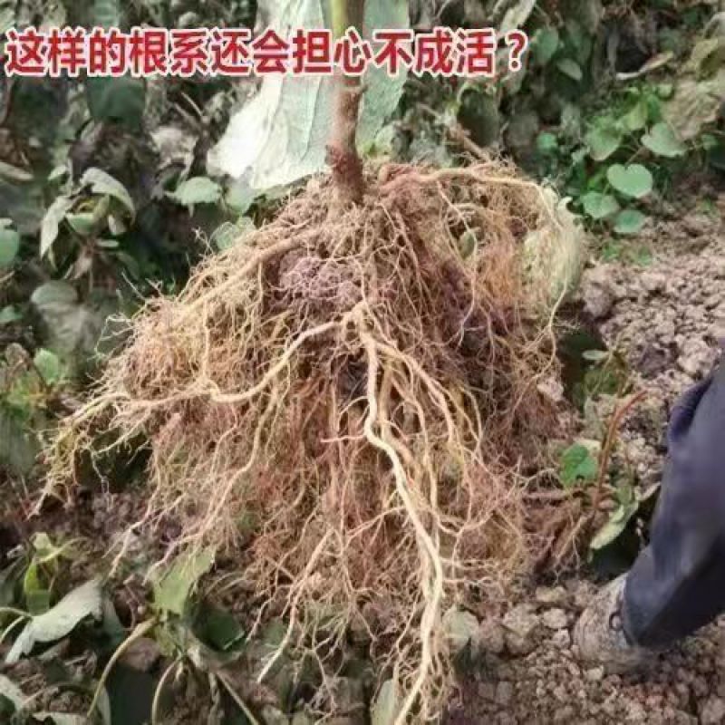 嫁接猕猴桃树苗软枣徐香红心猕猴桃盆栽地栽阳台