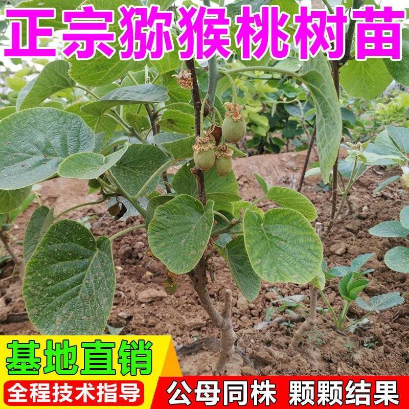 嫁接猕猴桃树苗软枣徐香红心猕猴桃盆栽地栽阳台