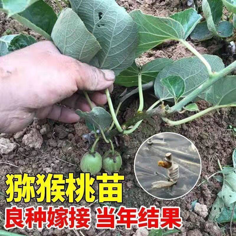 嫁接猕猴桃树苗软枣徐香红心猕猴桃盆栽地栽阳台