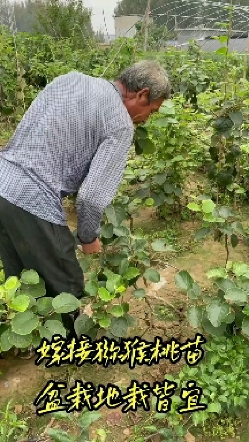 嫁接猕猴桃树苗软枣徐香红心猕猴桃盆栽地栽阳台